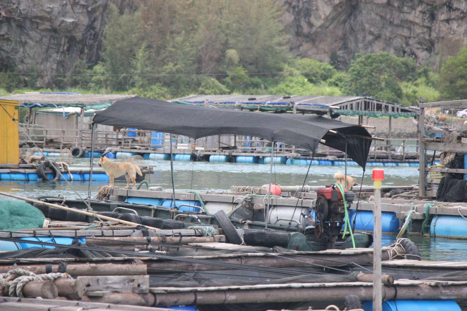 Fishing boats